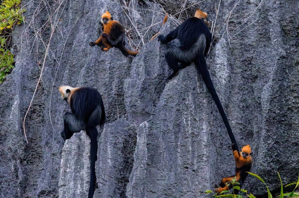 CAT BA – TRACKING THE CAT BA LANGUR