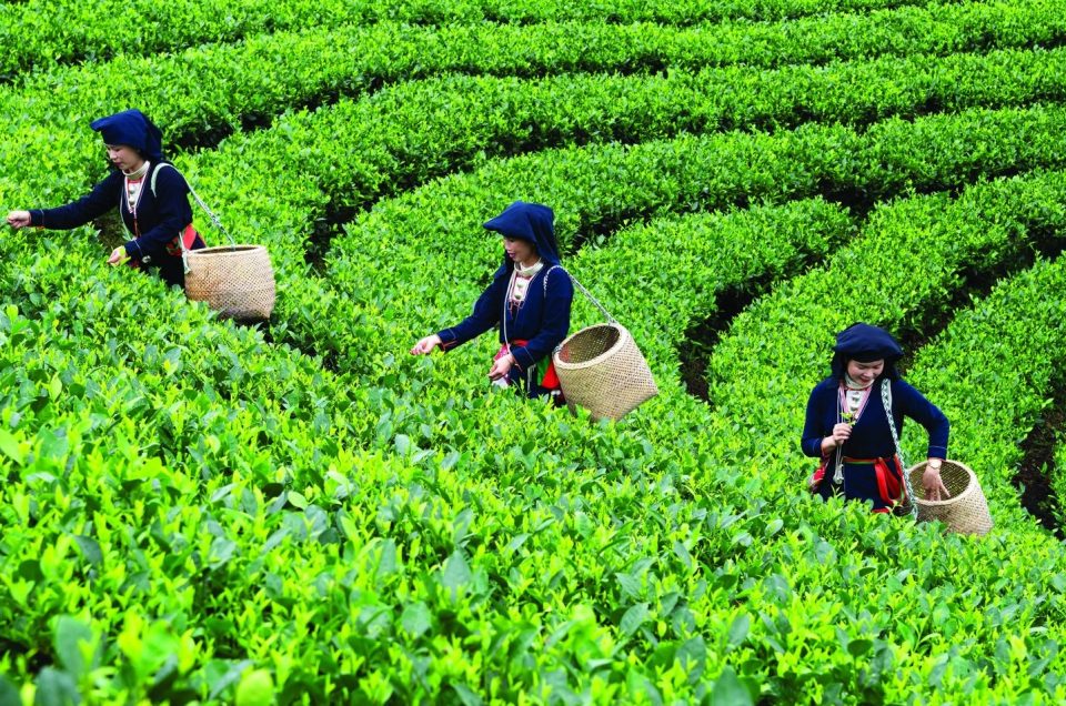 THAI NGUYEN – AS FLASVORFUL AS TEA
